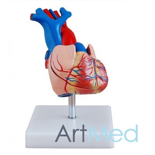 Life size heart educational - life-size,