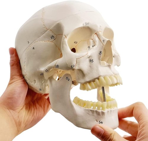 Classic human skull model life - skull,