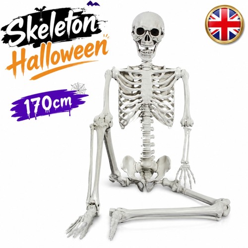 Giant life size human - size, skeleton