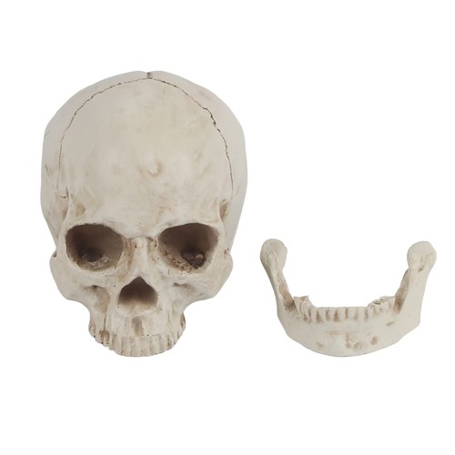 Life size human skull - size,