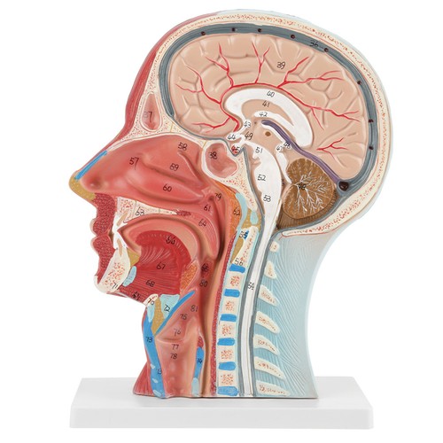 Brain model head - model, life