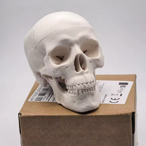 Human skull replica - uk,