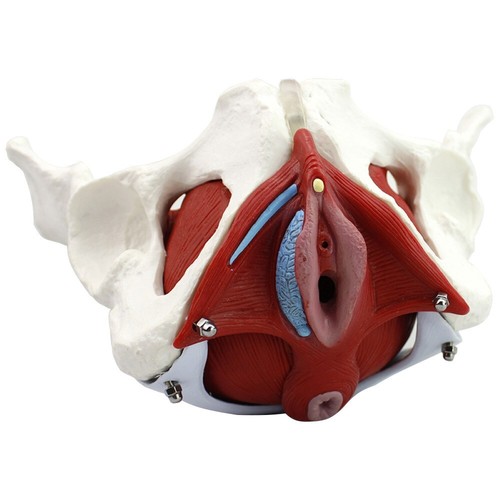 Women life size female - women, pelvis