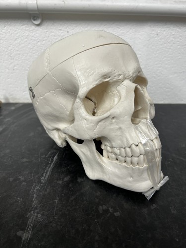 Life size human skull - life,