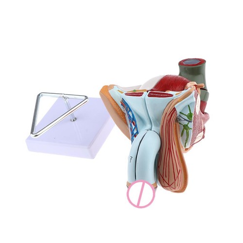 Life size male genital model