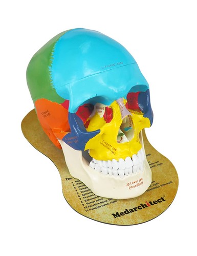 Upgraded life size human - size,