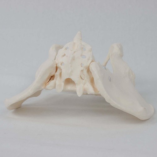 Female pelvis model flexible - female,