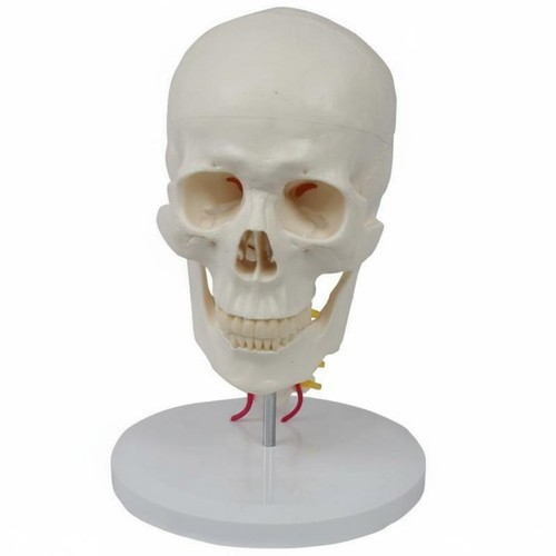 Skull and neck model teaching - model,