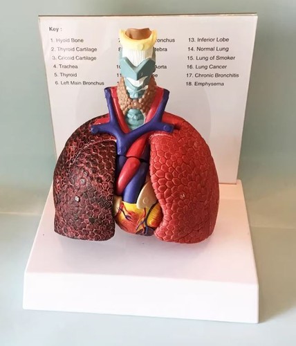 Life size human lung - lung, model